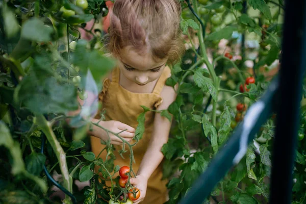 Little Girl Harvesting Tomatoes Greenhouse — Fotografia de Stock