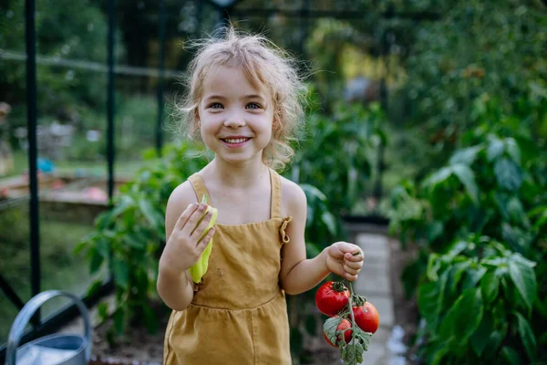 Little Girl Harvesting Tomatoes Greenhouse —  Fotos de Stock