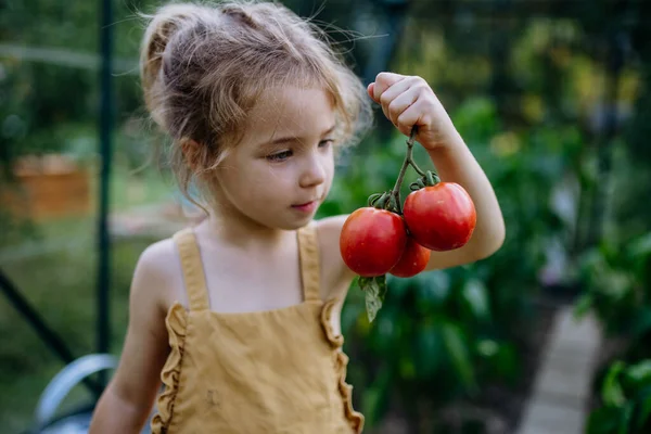 Little Girl Harvesting Tomatoes Greenhouse — Fotografia de Stock