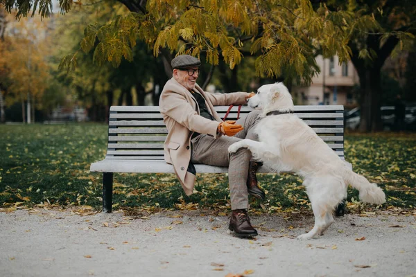 Happy Senior Man Sitting Bench Training His Dog Outdoors City — Stock Photo, Image