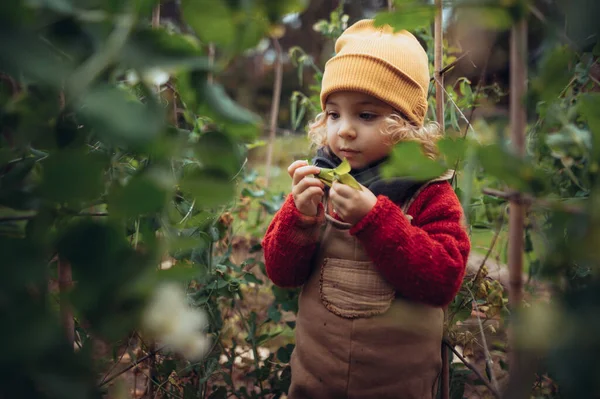 Little Girl Autumn Clothes Eating Harvested Organic Peas Eco Garden — Foto Stock