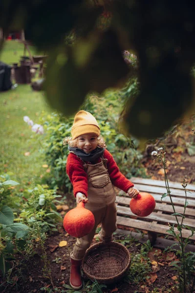 Little Girl Autumn Clothes Harvesting Organic Pumpkin Her Basket Sustainable — Foto de Stock