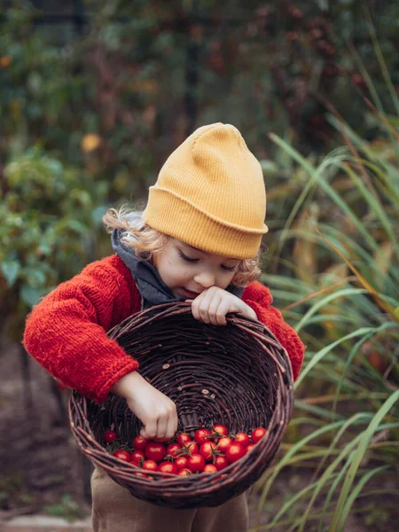 Little Girl Harvesting Bio Tomatoes Her Basket Family Greenhouse Autumn — Stok fotoğraf