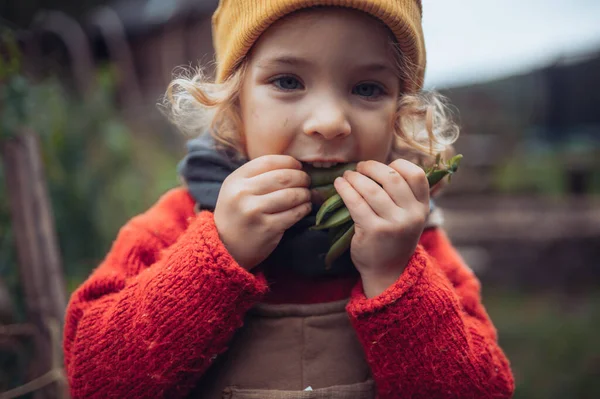 Little Girl Autumn Clothes Eating Harvested Organic Peas Eco Garden — Fotografia de Stock