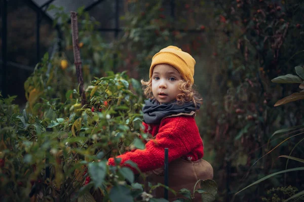 Little Girl Harvesting Bio Tomatoes Family Greenhouse Autumn Atmosphere — Foto de Stock