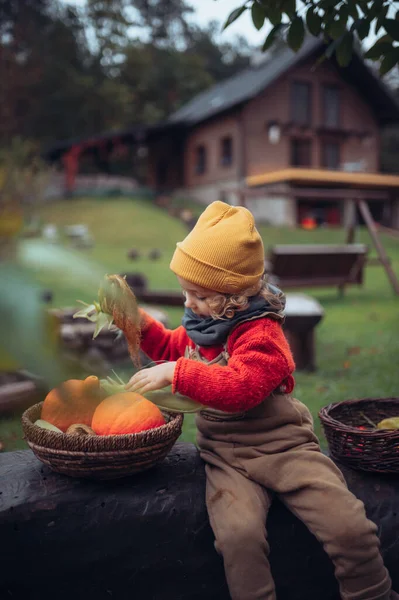 Little Girl Autumn Clothes Harvesting Organic Pumpkin Corn Her Basket — Stock Photo, Image