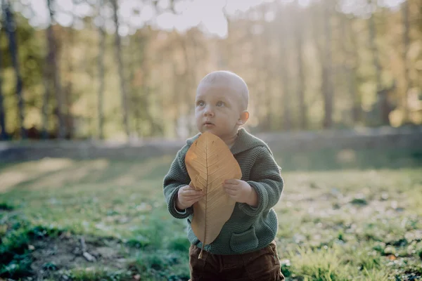 Ett Porträtt Söt Liten Pojke Med Stora Löv Stickad Huvtröja — Stockfoto