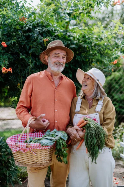 Счастливая Пожилая Пара Собирает Свежие Овощи Саду — стоковое фото