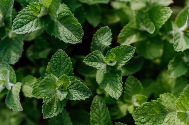 Bahçede nane yetiştirmeye yakın çekim.