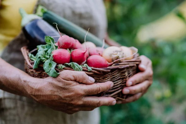 Close Senior Farmer Holding Basket Autumn Harvest Her Garden — Stok fotoğraf