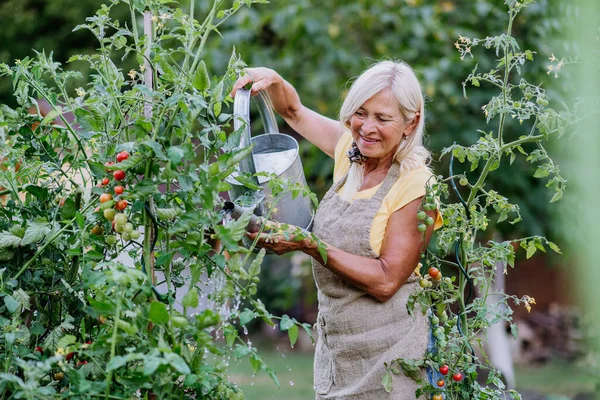 Mature Woman Garden Home Watering Vegetables — Stock Photo, Image