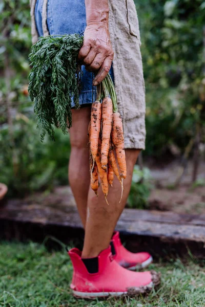 Нижняя Часть Фермера Женщина Собирает Морковь Саду Крупным Планом — стоковое фото