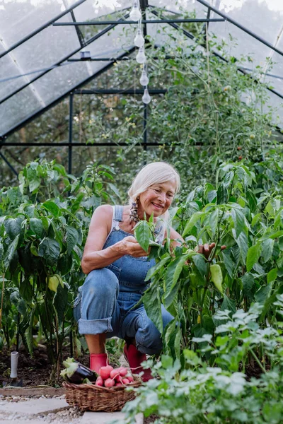 Senior Woman Farmer Holding Harvesting Vegetables Greenhouse — Stok fotoğraf