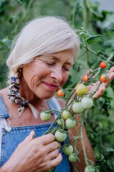 Seorang Petani Wanita Senior Memegang Dan Mencium Bau Tomat Rumah — Stok Foto