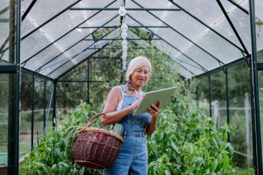 Üst düzey kadın dijital tablet kullanıyor ve serada yetiştirdiği organik sebzeleri sipariş ediyor. Küçük işletme konsepti..