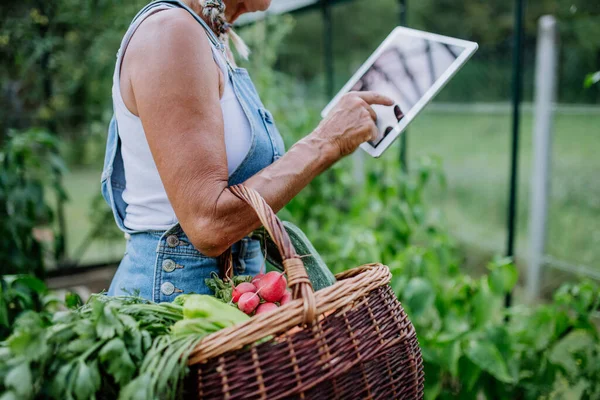 Zbliżenie Starszej Kobiety Korzystającej Tabletu Cyfrowego Obsługa Zamówień Własnych Warzyw — Zdjęcie stockowe