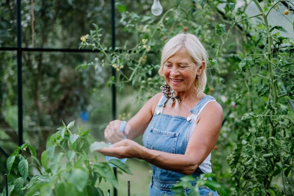 Una Mujer Mayor Jardín Casa Regando Verduras —  Fotos de Stock