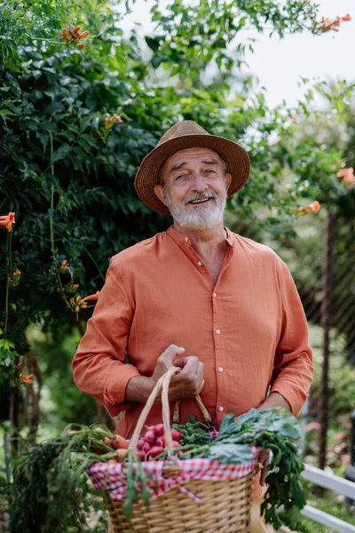 Χαρούμενος Ηλικιωμένος Που Μαζεύει Φρέσκα Λαχανικά Από Τον Κήπο Του — Φωτογραφία Αρχείου