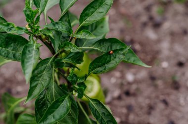 Yeşil biber fabrikasındaki Lady Bug 'a yakın plan, bahçedeki açık alan..