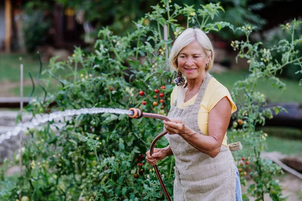 Старшая Женщина Саду Дома Поливает Овощи — стоковое фото
