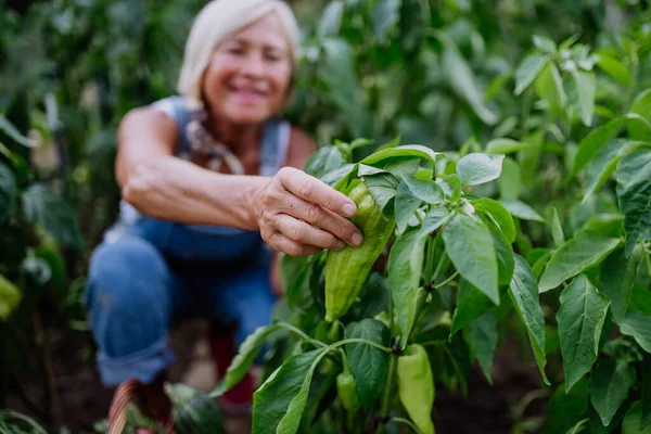 Senior Woman Farmer Holding Harvesting Vegetables Greenhouse — Stockfoto