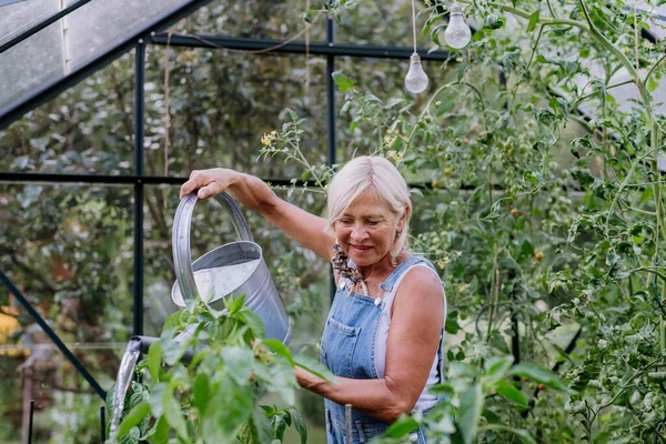 Mujer Mayor Jardín Casa Regando Verduras Invernadero —  Fotos de Stock