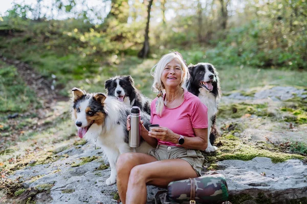 森の中で3匹の犬を散歩している間に休憩したシニア女性 — ストック写真