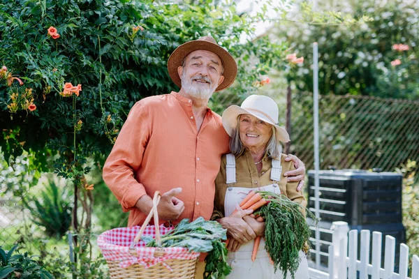 Pasangan Senior Yang Bahagia Memanen Sayuran Segar Dari Kebun Mereka — Stok Foto