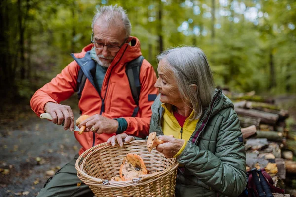 Amigos Seniores Pegando Cogumelos Floresta Outono — Fotografia de Stock