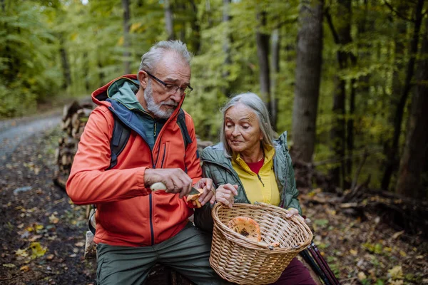 Senior Friends Picking Cleaning Mushrooms Autumn Forest — Stock Photo, Image