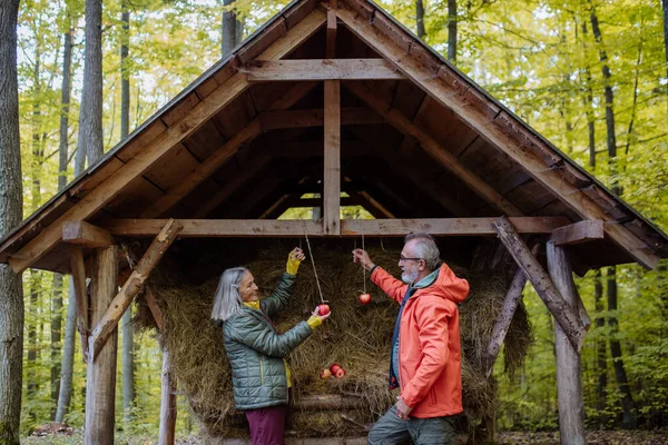 Senior Par Hängande Äpplen Vid Djurfoder Skogen — Stockfoto