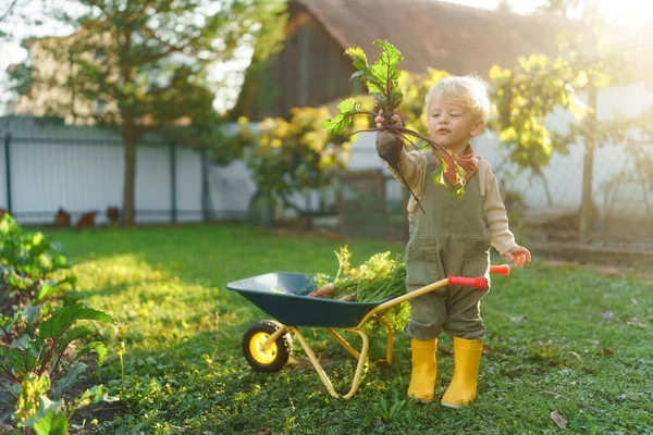 Niño Pequeño Con Una Carretilla Posando Jardín Durante Día Otoño — Foto de Stock