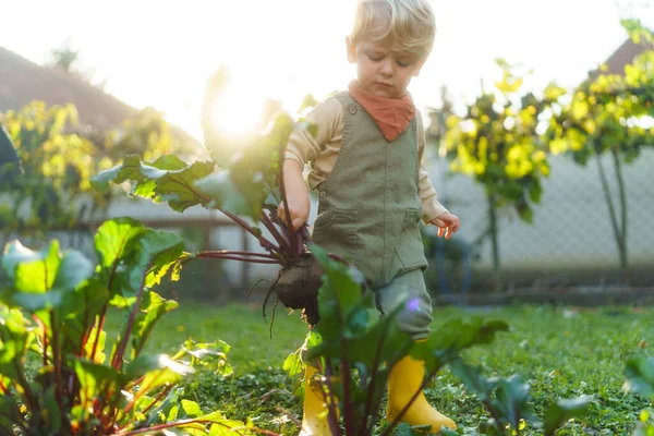 Niño Pequeño Cosechando Remolachas Jardín Durante Día Otoño Concepto Ecología — Foto de Stock