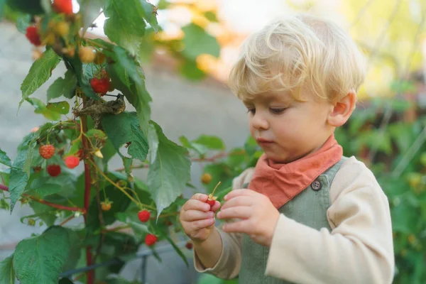 Glad Liten Pojke Skörda Och Äta Hallon Utomhus Trädgården — Stockfoto