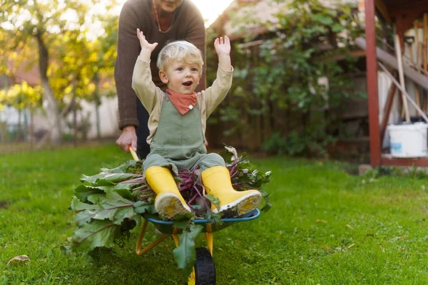 Маленький Хлопчик Сидить Інвалідному Візку Врожаєм Овочів Розважається — стокове фото
