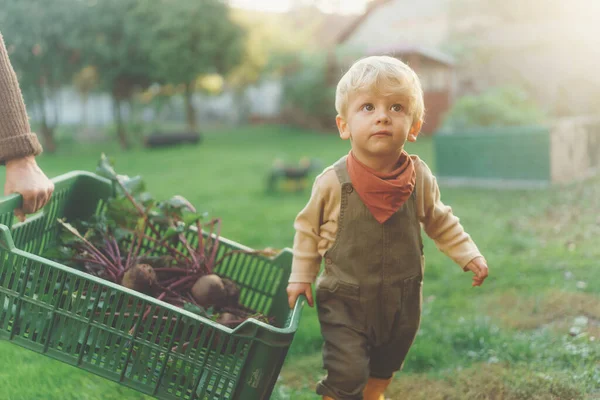 Anak Kecil Yang Lucu Membantu Kotak Perawatan Sayuran Panen Musim — Stok Foto