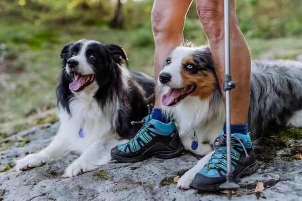 Hunde Liegen Dem Besitzer Füßen Ruhen Sich Beim Spaziergang Wald — Stockfoto