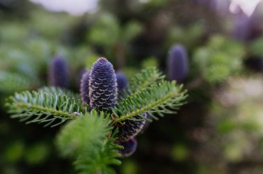 Yeşil köknar dalı, külahlı, ormanda açık havada..