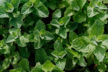 Bahçede nane yetiştirmeye yakın çekim.