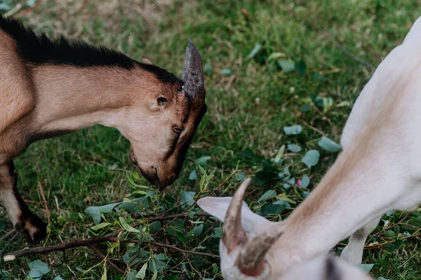 Blick Auf Ziegen Die Gras Auf Einer Wiese Fressen — Stockfoto