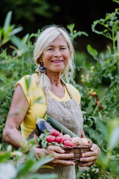 Petani Senior Memegang Keranjang Dengan Panen Musim Gugur Dari Kebunnya — Stok Foto