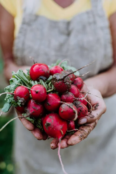 Bahçede Elinde Bir Paket Kırmızı Turp Tutan Son Sınıf Kadınının — Stok fotoğraf