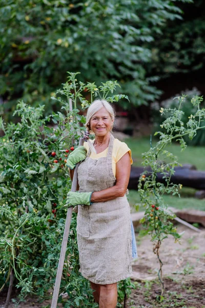 庭でトマトの世話をするシニア女性農家 — ストック写真