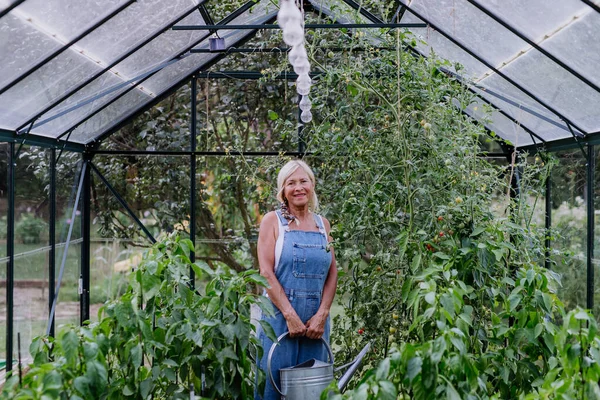Idős Kertben Otthon Öntözés Zöldségek Egy Üvegházban — Stock Fotó