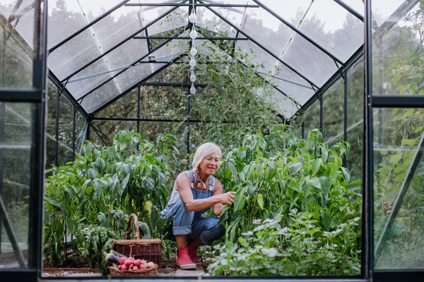 Seorang Petani Wanita Senior Sedang Memanen Sayur Sayuran Rumah Kaca — Stok Foto