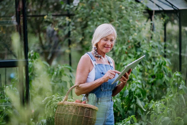 Старшая Женщина Помощью Цифрового Планшета Обработки Заказов Доморощенные Органические Овощи — стоковое фото