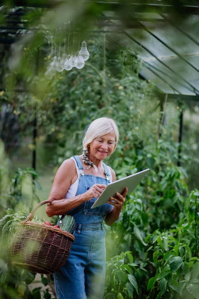 Mujer Mayor Utilizando Tableta Digital Manejo Pedidos Sus Verduras Orgánicas — Foto de Stock