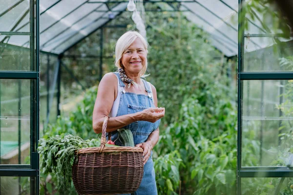 Eine Ältere Bäuerin Mit Geerntetem Gemüse Korb Steht Vor Dem — Stockfoto