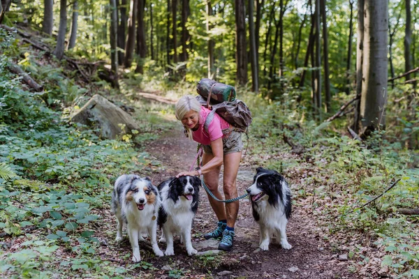 Senior Mujer Caminando Con Sus Tres Perros Bosque —  Fotos de Stock