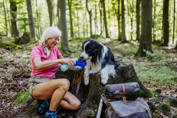 Mulher Sênior Dando Água Seu Cão Durante Caminhada Uma Floresta — Fotografia de Stock